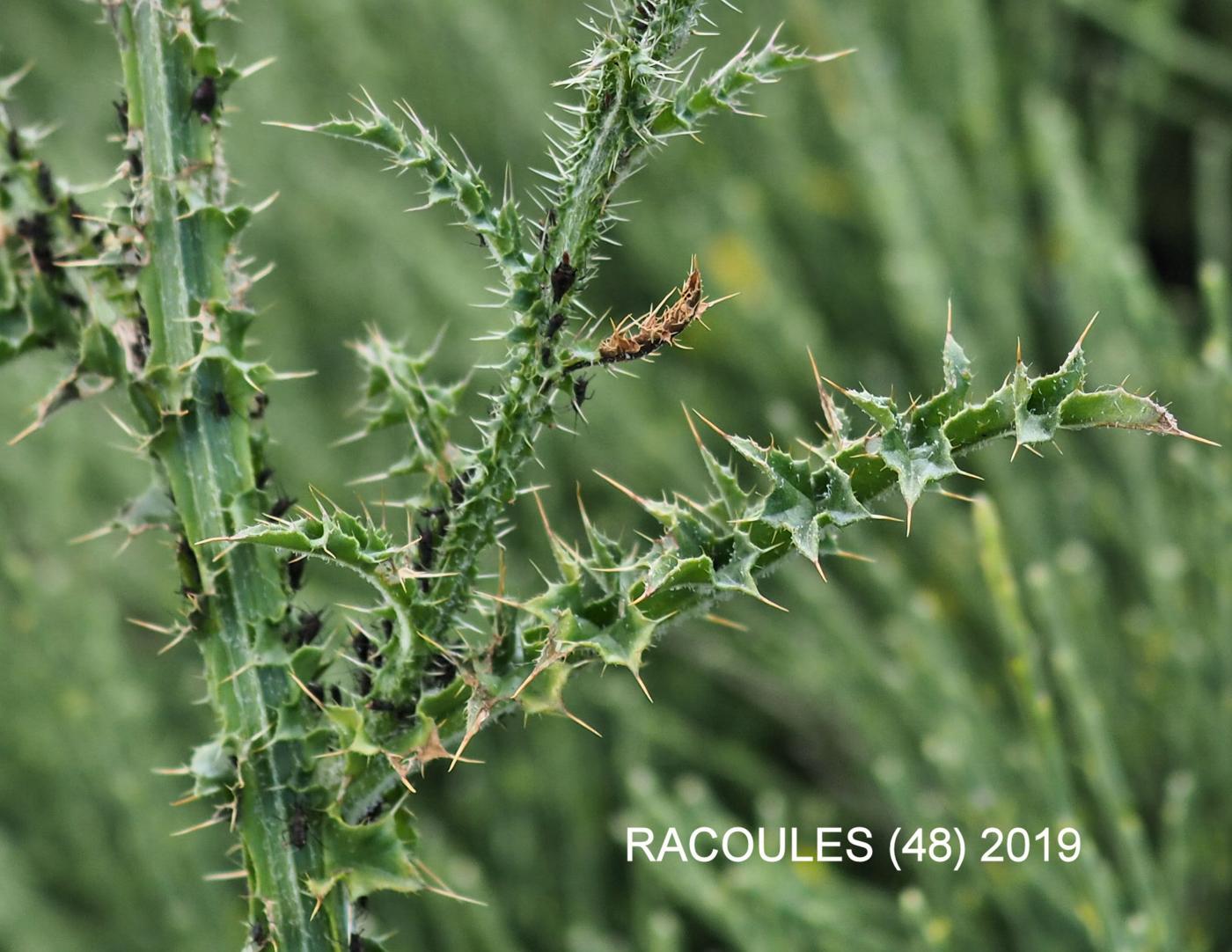 Thistle, Creeping leaf